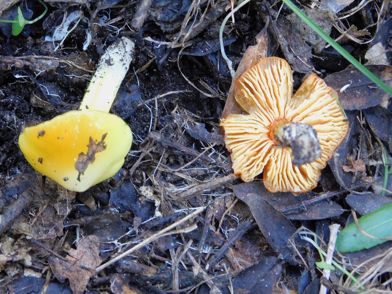 1 Fotog.il 18.12.2021 sotto Leccio